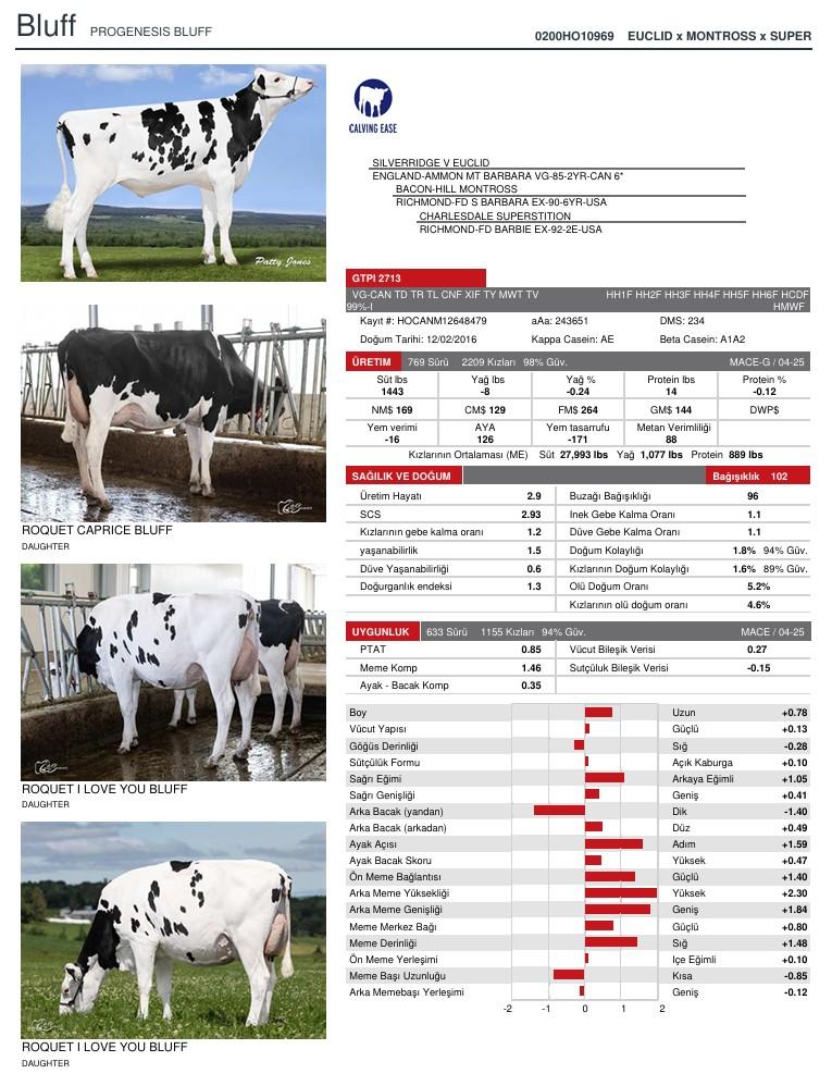 SUNİ TOHUM PROGENESIS BLUFF ürün görseli