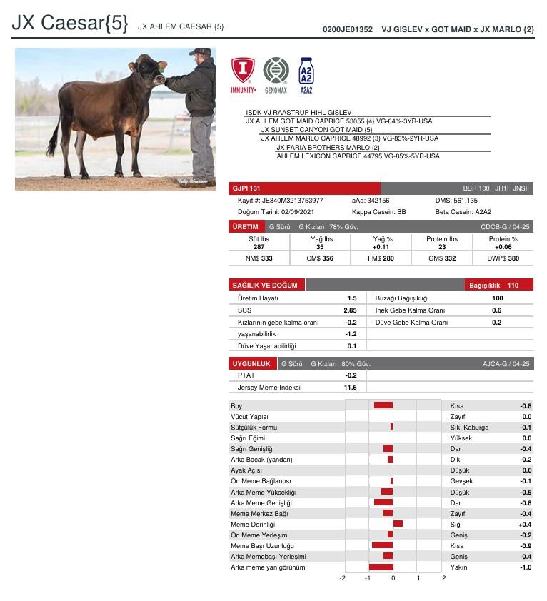 SUNİ TOHUM JX AHLEM CAESAR [5]-ET SEXED ürün görseli