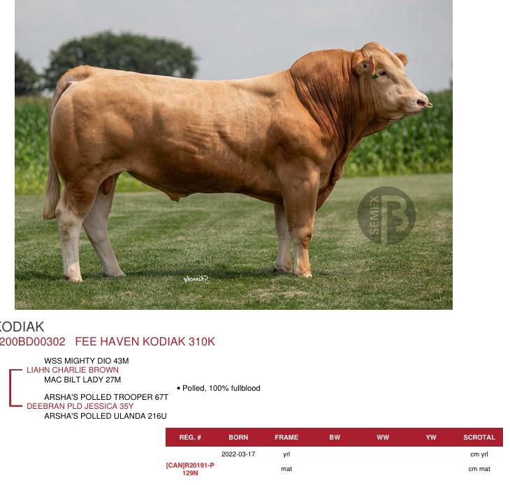 SUNİ TOHUM FEE HAVEN KODIAK 310K ürün görseli